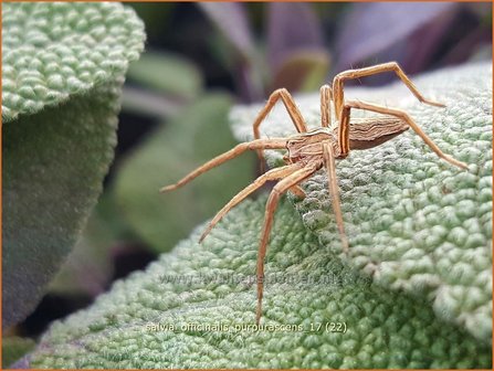 Salvia officinalis &#039;Purpurascens&#039; | Echte salie, Keukensalie, Salie, Salvia | Echter Salbei