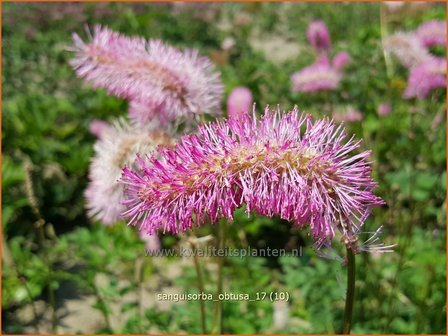 Sanguisorba obtusa | Pimpernel, Sorbenkruid | Japanischer Wiesenknopf