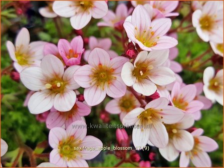 Saxifraga &#039;Apple Blossom&#039; | Mossteenbreek, Steenbreek | Moos-Steinbrech