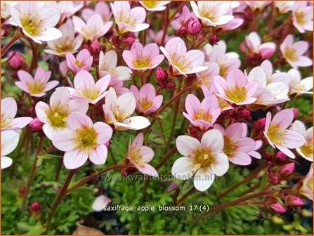 Saxifraga &#039;Apple Blossom&#039; | Mossteenbreek, Steenbreek | Moos-Steinbrech