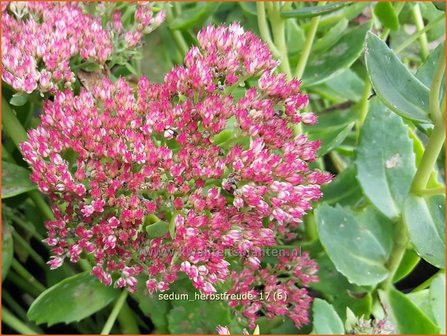 Sedum &#039;Herbstfreude&#039; | Hemelsleutel, Vetkruid | Fettblatt