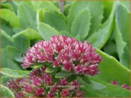 Sedum &#039;Herbstfreude&#039; | Hemelsleutel, Vetkruid | Fettblatt