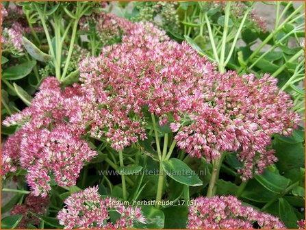 Sedum &#039;Herbstfreude&#039; | Hemelsleutel, Vetkruid | Fettblatt