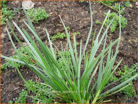 Sesleria sadleriana | Blauwgras | Pannonisches Blaugras