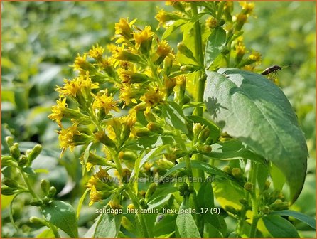 Solidago flexicaulis &#039;Flexi Belle&#039; | Guldenroede | Breitbl&auml;ttrige Goldrute