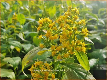 Solidago flexicaulis &#039;Flexi Belle&#039; | Guldenroede | Breitbl&auml;ttrige Goldrute