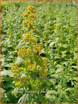 Solidago flexicaulis &#039;Flexi Belle&#039; | Guldenroede | Breitbl&auml;ttrige Goldrute