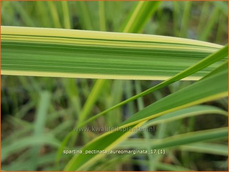 Spartina pectinata &#039;Aureomarginata&#039; | Slijkgras | Kamm-Schlickgras