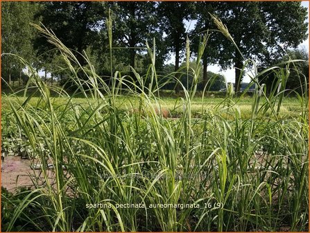 Spartina pectinata &#039;Aureomarginata&#039; | Slijkgras | Kamm-Schlickgras