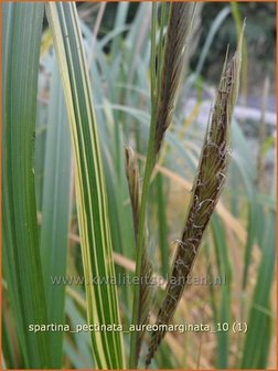 Spartina pectinata &#039;Aureomarginata&#039; | Slijkgras | Kamm-Schlickgras