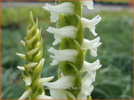 Spiranthes &#039;Chadd&#039;s Ford&#039; | Schroeforchis, Orchidee | Wendelorchis