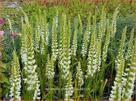 Spiranthes &#039;Chadd&#039;s Ford&#039; | Schroeforchis, Orchidee | Wendelorchis