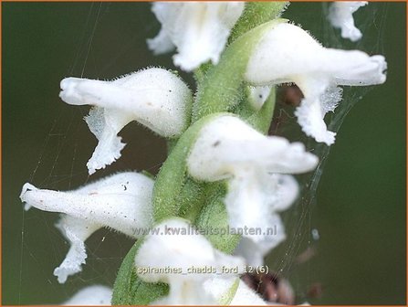 Spiranthes &#039;Chadd&#039;s Ford&#039; | Schroeforchis, Orchidee | Wendelorchis
