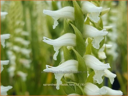 Spiranthes &#039;Chadd&#039;s Ford&#039; | Schroeforchis, Orchidee | Wendelorchis