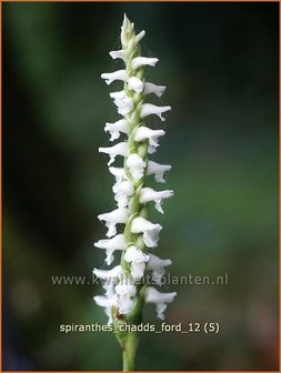 Spiranthes &#039;Chadd&#039;s Ford&#039; | Schroeforchis, Orchidee | Wendelorchis