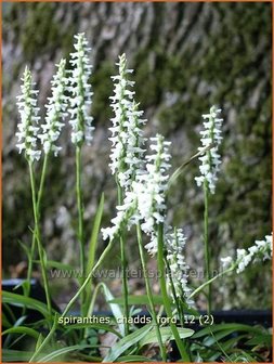 Spiranthes &#039;Chadd&#039;s Ford&#039; | Schroeforchis, Orchidee | Wendelorchis