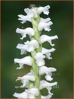 Spiranthes &#039;Chadd&#039;s Ford&#039; | Schroeforchis, Orchidee | Wendelorchis