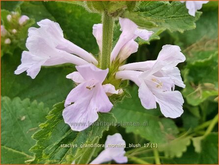 Stachys grandiflora 'Morning Blush' | Andoorn | Gro&szlig;bl&uuml;tiger Ziest