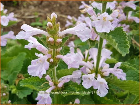 Stachys grandiflora 'Morning Blush' | Andoorn | Gro&szlig;bl&uuml;tiger Ziest