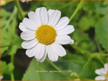 Tanacetum parthenium | Moederkruid | Mutterkraut | Feverfew