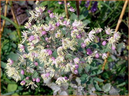 Thalictrum aquilegifolium | Akeleiruit, Akeleibladige ruit, Ruit | Akeleibl&auml;ttrige Wiesenraute | Columbine Meadow Rue