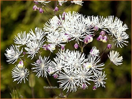 Thalictrum aquilegifolium | Akeleiruit, Akeleibladige ruit, Ruit | Akeleibl&auml;ttrige Wiesenraute | Columbine Meadow Rue