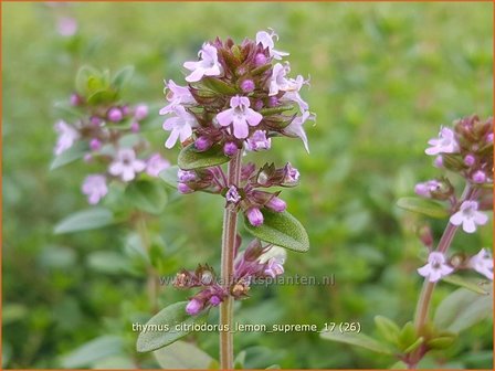 Thymus citriodorus 'Lemon Supreme' | Citroentijm, Tijm | Zitronen-Thymian