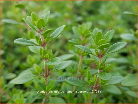 Thymus citriodorus 'Lemon Supreme' | Citroentijm, Tijm | Zitronen-Thymian