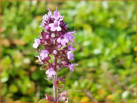 Thymus pulegioides 'Tabor' | Grote tijm, Tijm | Feld-Thymian