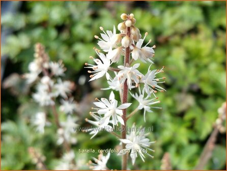 Tiarella cordifolia &#039;Eco&#039; | Schuimbloem, Perzische muts | Herzbl&auml;ttrige Schaumbl&uuml;te