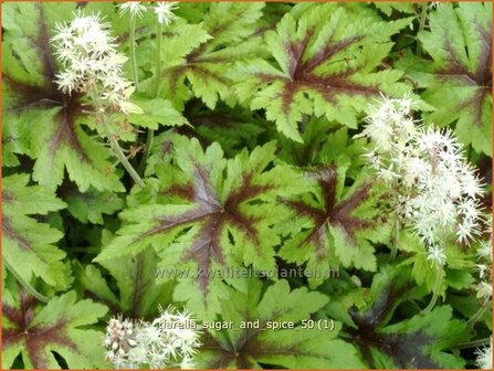 Tiarella 'Sugar and Spice' | Schuimbloem, Perzische muts | Schaumbl&uuml;te