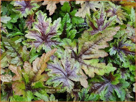 Tiarella 'Sugar and Spice' | Schuimbloem, Perzische muts | Schaumbl&uuml;te