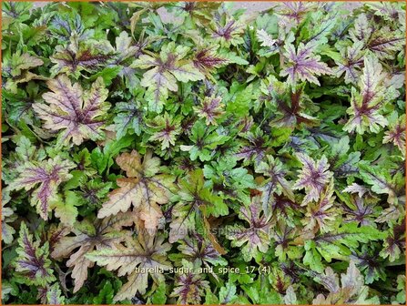 Tiarella 'Sugar and Spice' | Schuimbloem, Perzische muts | Schaumbl&uuml;te