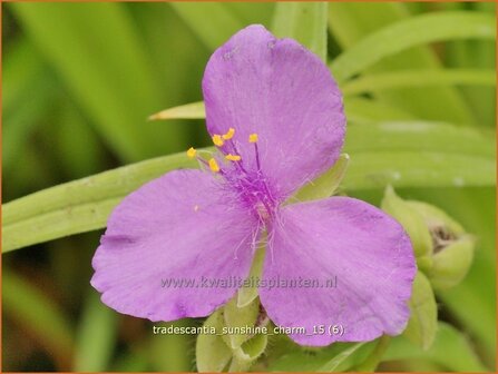 Tradescantia &#039;Sunshine Charm&#039; | Eendagsbloem, Vaderplant, Matrozensla | Dreimasterblume