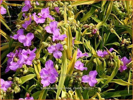 Tradescantia &#039;Sunshine Charm&#039; | Eendagsbloem, Vaderplant, Matrozensla | Dreimasterblume