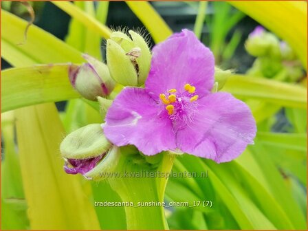 Tradescantia &#039;Sunshine Charm&#039; | Eendagsbloem, Vaderplant, Matrozensla | Dreimasterblume