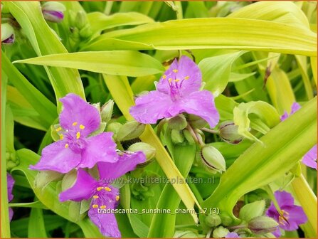 Tradescantia &#039;Sunshine Charm&#039; | Eendagsbloem, Vaderplant, Matrozensla | Dreimasterblume