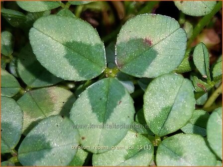 Trifolium repens 'Green Ice' | Witte klaver, Klaver | Wei&szlig;klee