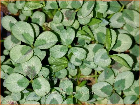 Trifolium repens 'Green Ice' | Witte klaver, Klaver | Wei&szlig;klee