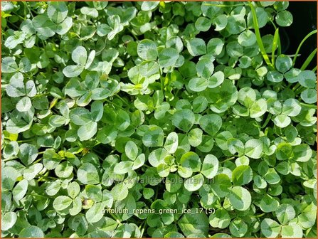 Trifolium repens 'Green Ice' | Witte klaver, Klaver | Wei&szlig;klee