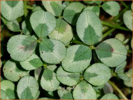 Trifolium repens 'Green Ice' | Witte klaver, Klaver | Wei&szlig;klee