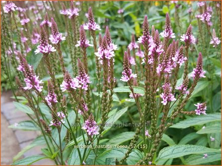 Verbena hastata 'Rosea' | Blauwe verbena, IJzerhard | Spie&szlig;f&ouml;rmiges Eisenkraut | Blue Vervain