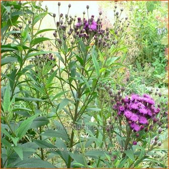 Vernonia crinita 'Mammuth' | IJzerkruid | Arkansas-Scheinaster