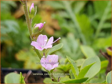 Veronica cantiana 'Kentish Pink' | Ereprijs | Ehrenpreis