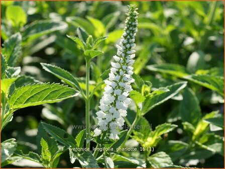 Veronica longifolia 'Charlotte' | Lange ereprijs, Ereprijs | Langbl&auml;ttriger Ehrenpreis
