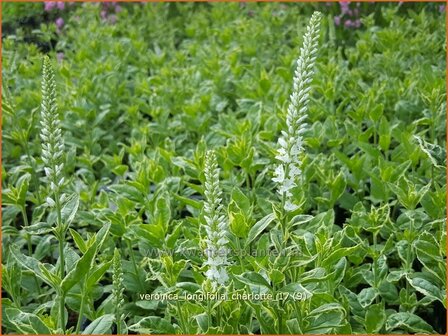Veronica longifolia 'Charlotte' | Lange ereprijs, Ereprijs | Langbl&auml;ttriger Ehrenpreis