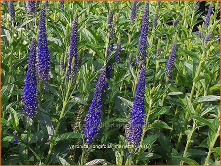 Veronica longifolia 'Marietta' | Lange ereprijs, Ereprijs | Langbl&auml;ttriger Ehrenpreis