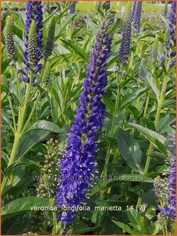 Veronica longifolia 'Marietta' | Lange ereprijs, Ereprijs | Langbl&auml;ttriger Ehrenpreis