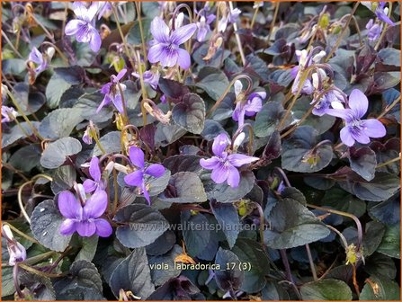 Viola labradorica | Labradorviooltje, Viooltje | Labrador-Veilchen