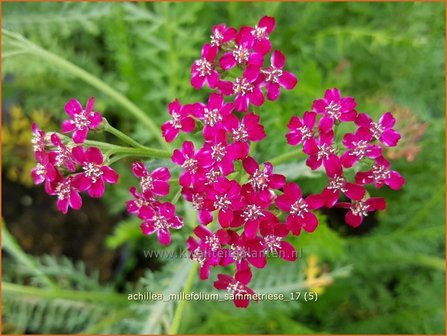 Achillea millefolium &amp;#39;Sammetriese&amp;#39; | Duizendblad | Gew&ouml;hnliche Schafgarbe